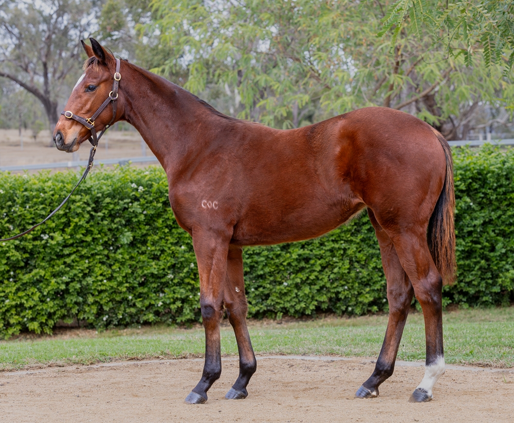 Don Corleone (AUS) / Fleeting Feeling (AUS) 2025 Filly - Image 1