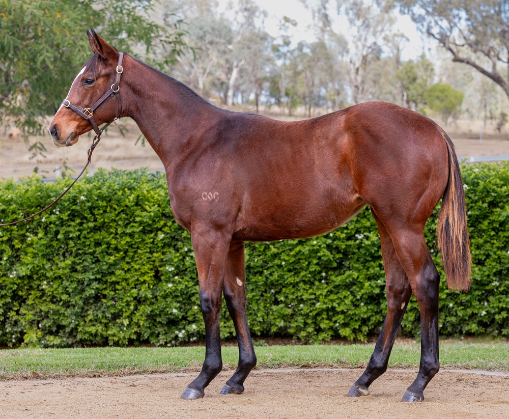 Tiger of Malay (AUS) / Gogoreilly (NZ) 2025 Filly - Image 1