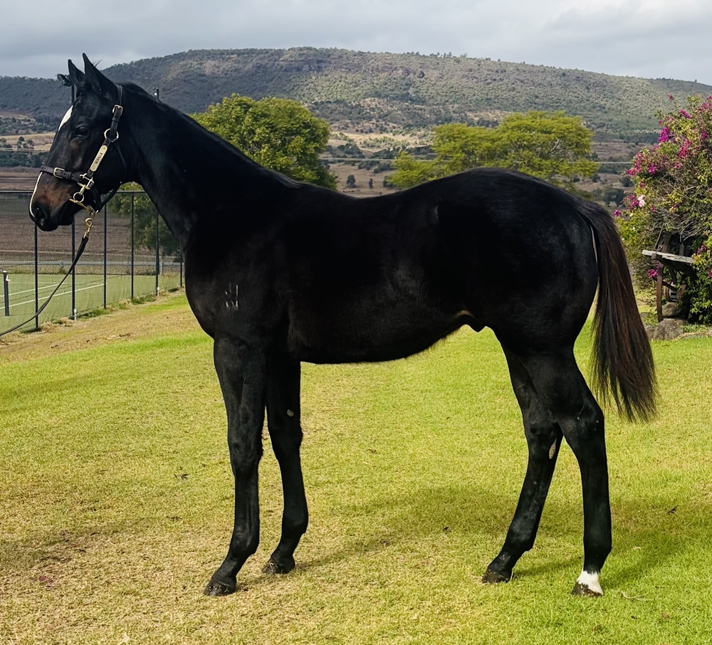 Brutal (NZ) / Marndarra (AUS) 2025 Colt - Image 1