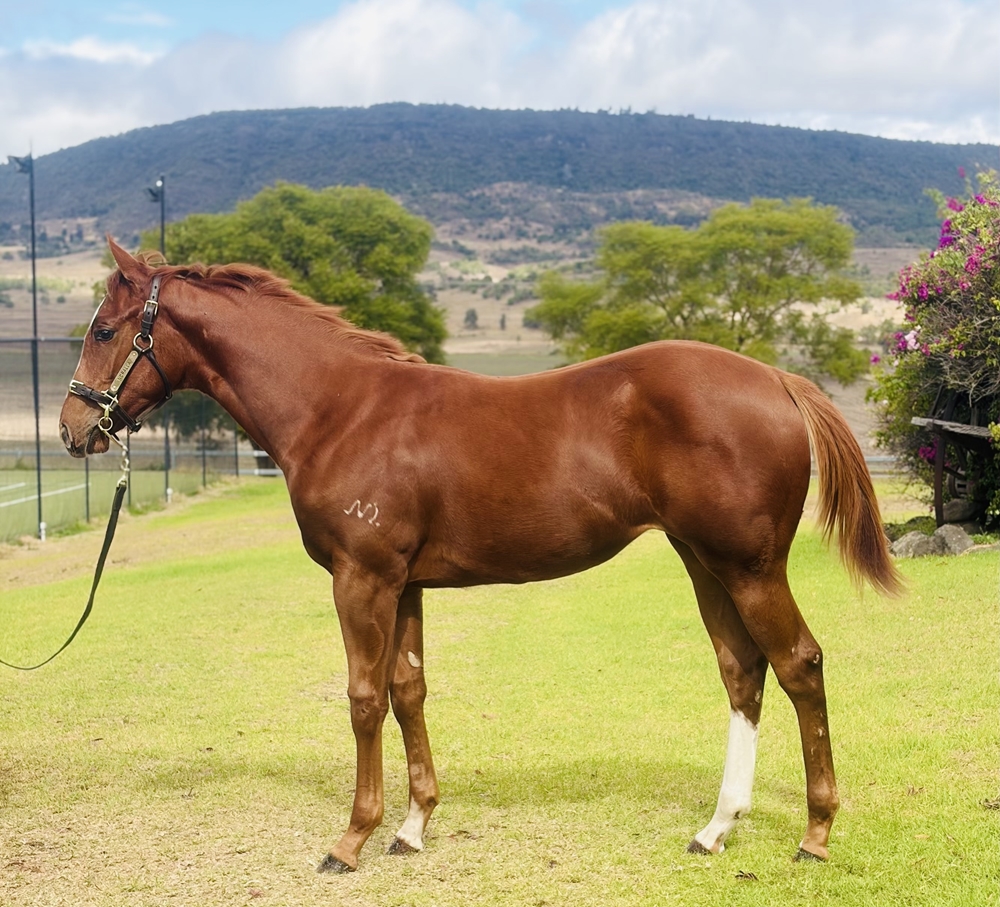 Stronger (AUS) / Winlike Emma (AUS) 2025 Filly - Image 1
