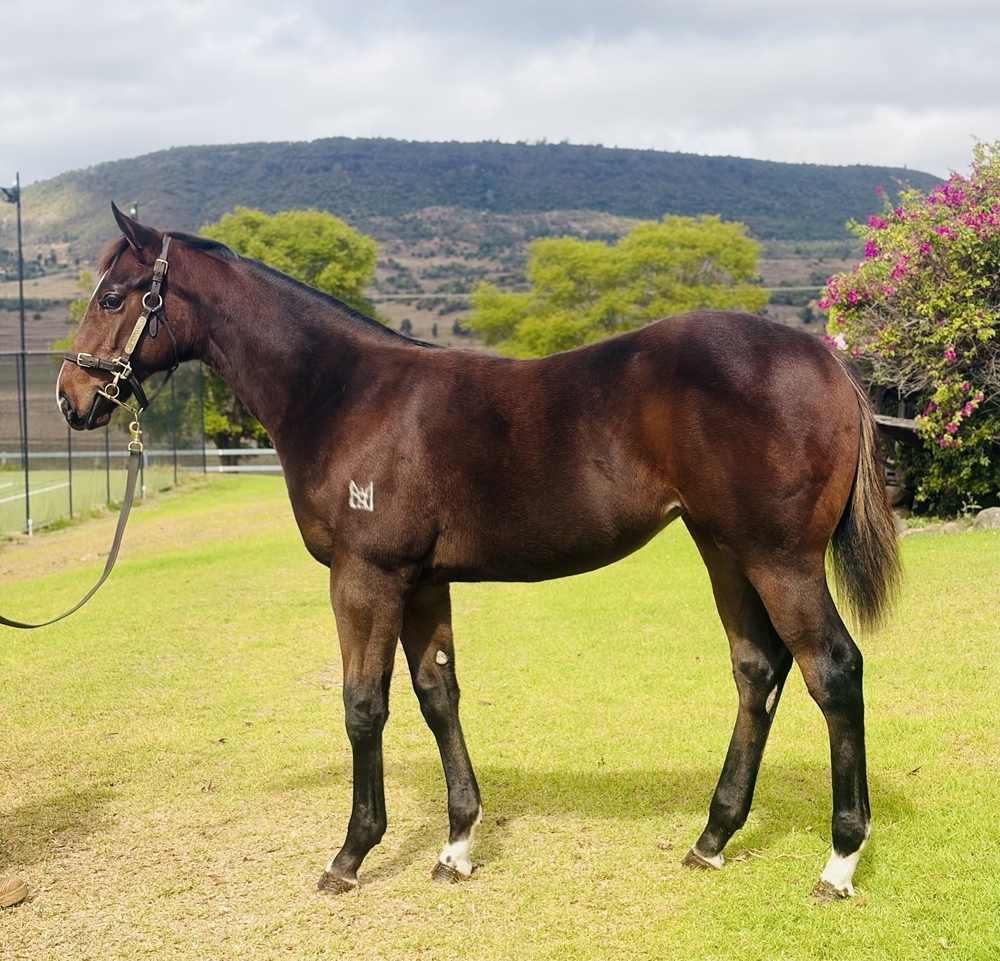 Time to Reign (AUS) / Writ Large (AUS) 2025 Filly - Image 1