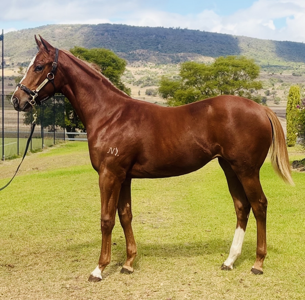 Kobayashi (AUS) / Chantamerle (AUS) 2025 Filly - Image 1