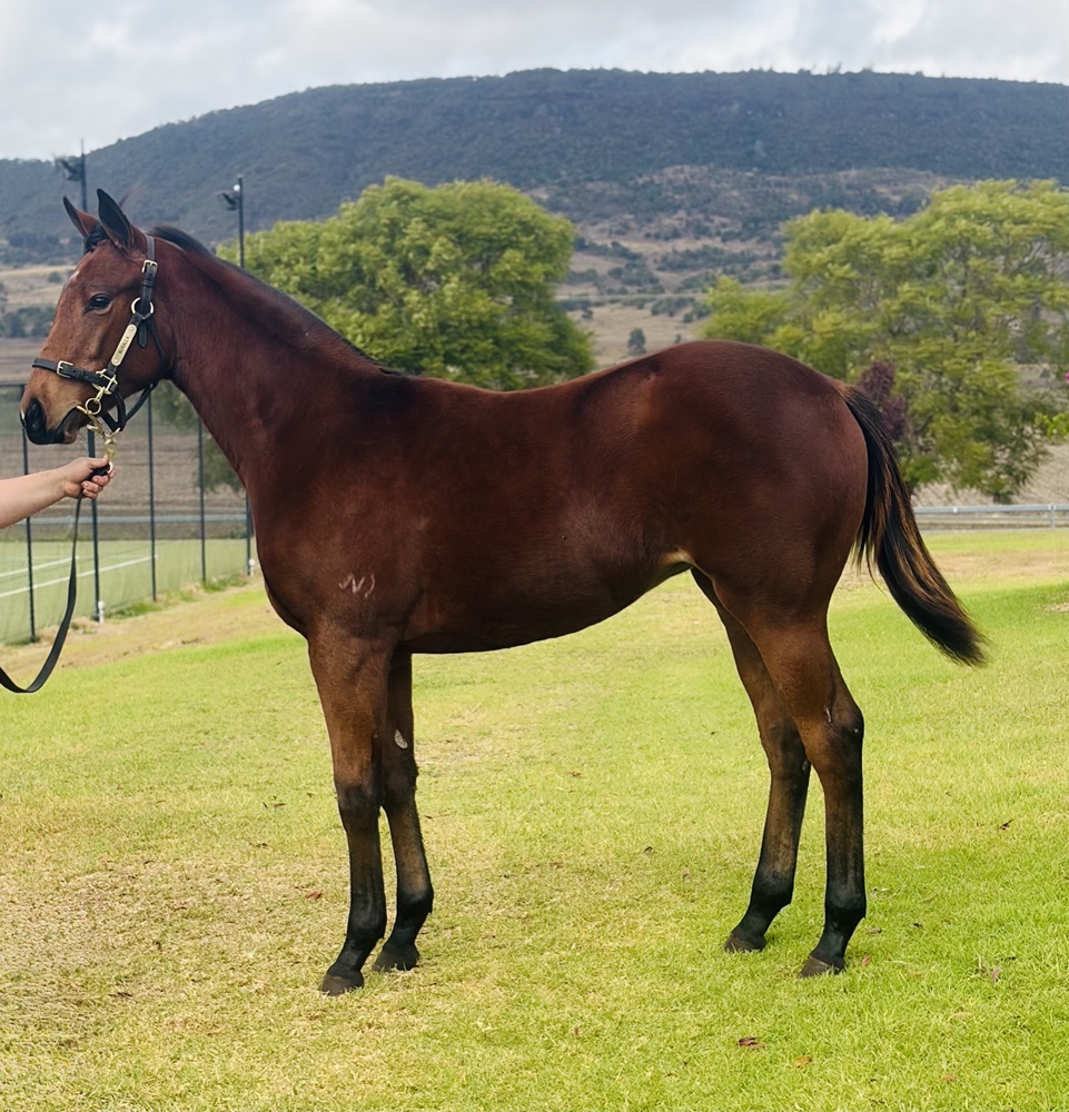 Stronger (AUS) / Dove Mountain (AUS) 2025 Filly - Image 1