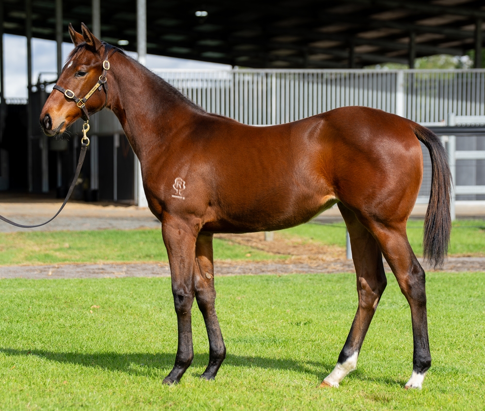Generation (AUS) / Tycoon Tara (AUS) 2025 Filly - Image 1