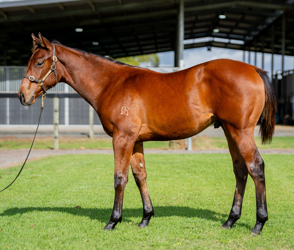 Farnan (AUS) / Beyond the Sea (AUS) 2025 Colt - Image 1