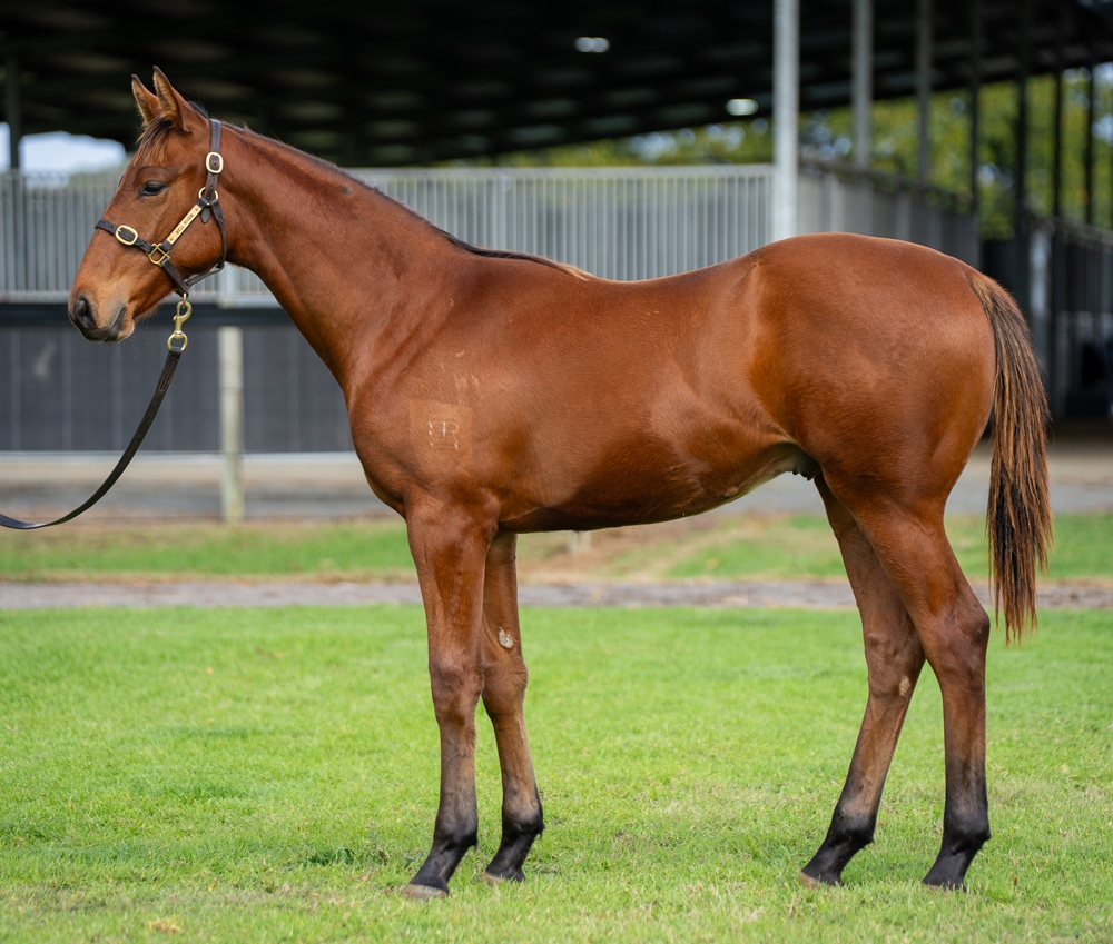 Shinzo (AUS) / In My Feelings (AUS) 2025 Colt - Image 1