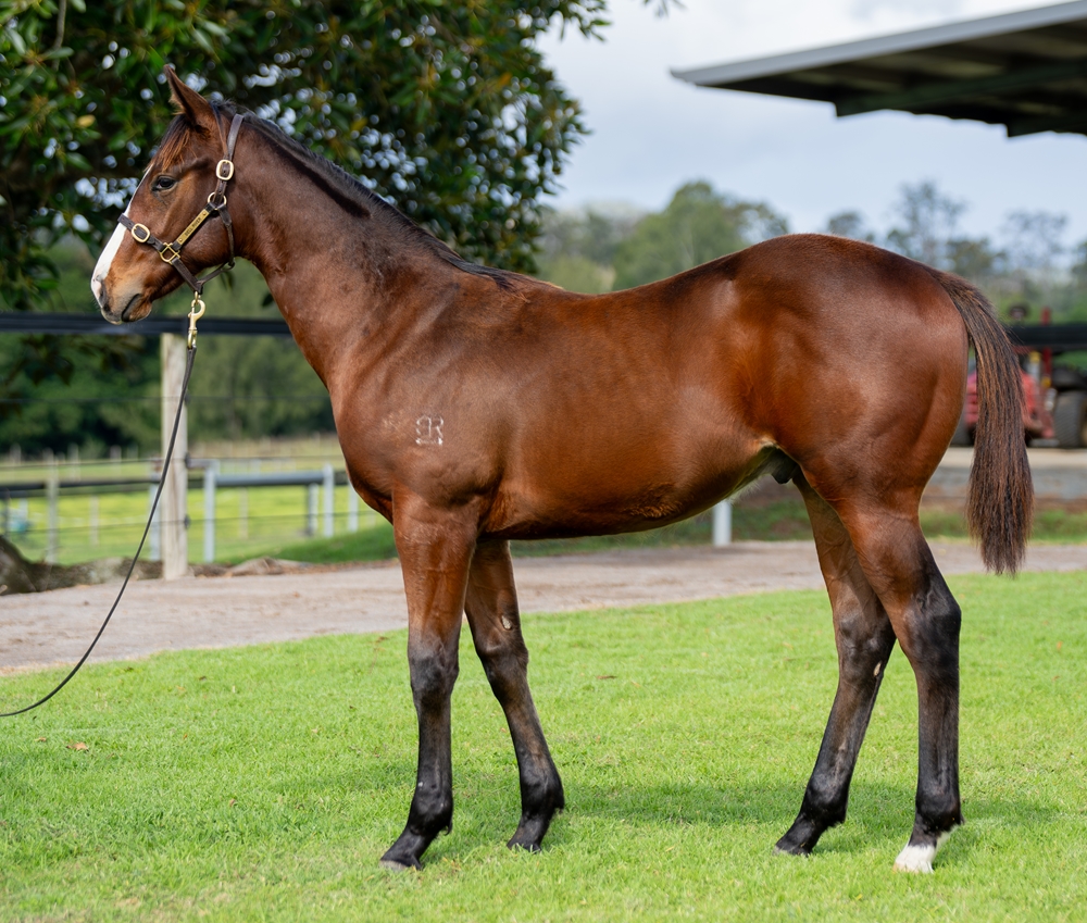 Snitzel (AUS) / Amazing Belle (NZ) 2025 Colt - Image 1