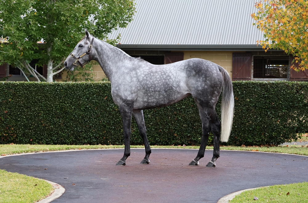 Our Gold Hope (AUS) - Image 1