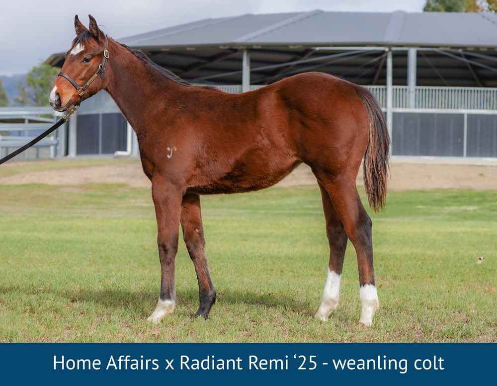 Radiant Remi (AUS) - Image 1