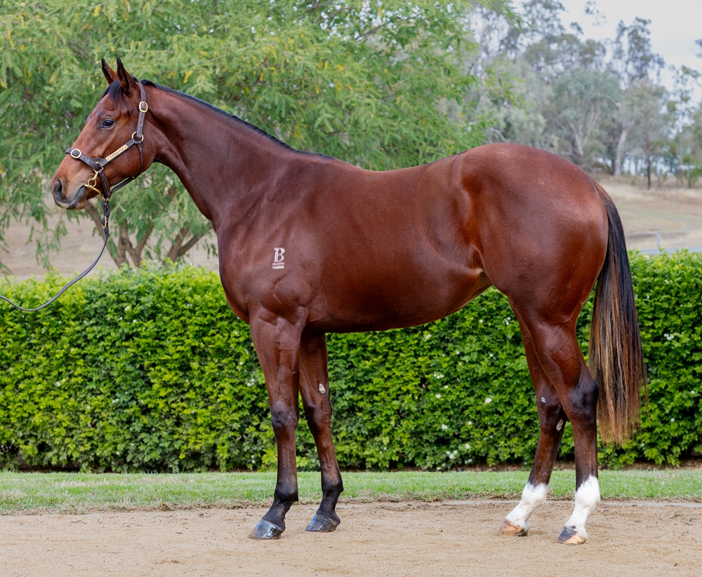 Home Affairs (AUS) / London Designer (AUS) 2024 Filly - Image 1