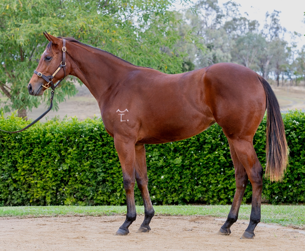 The Autumn Sun (AUS) / Royal Expectations (AUS) 2024 Filly - Image 1