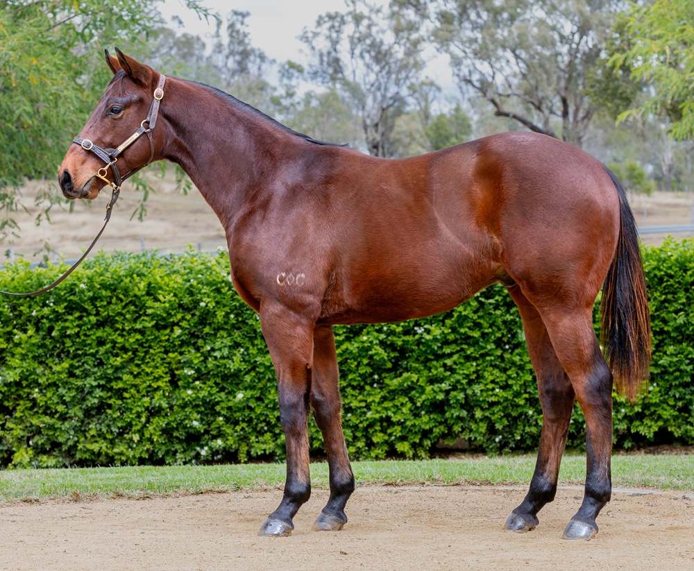 Encryption (AUS) / Speedy (AUS) 2024 Colt - Image 1