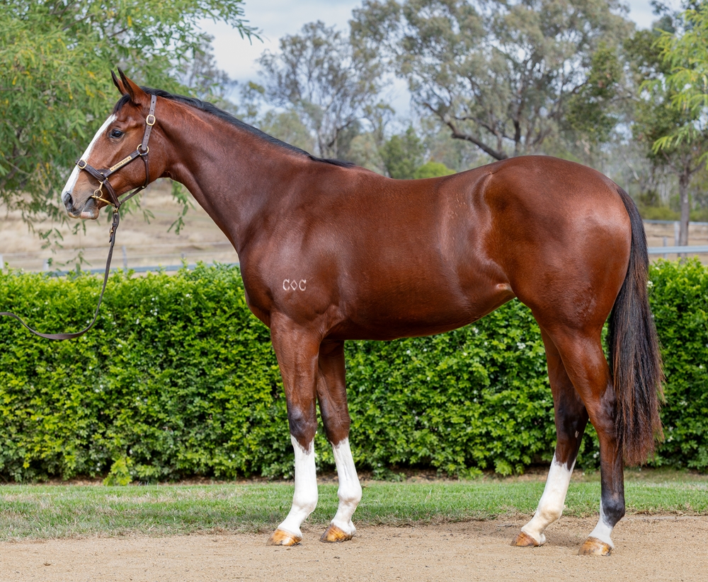 Spirit of Boom (AUS) / Sultry Testa (AUS) 2024 Filly - Image 1