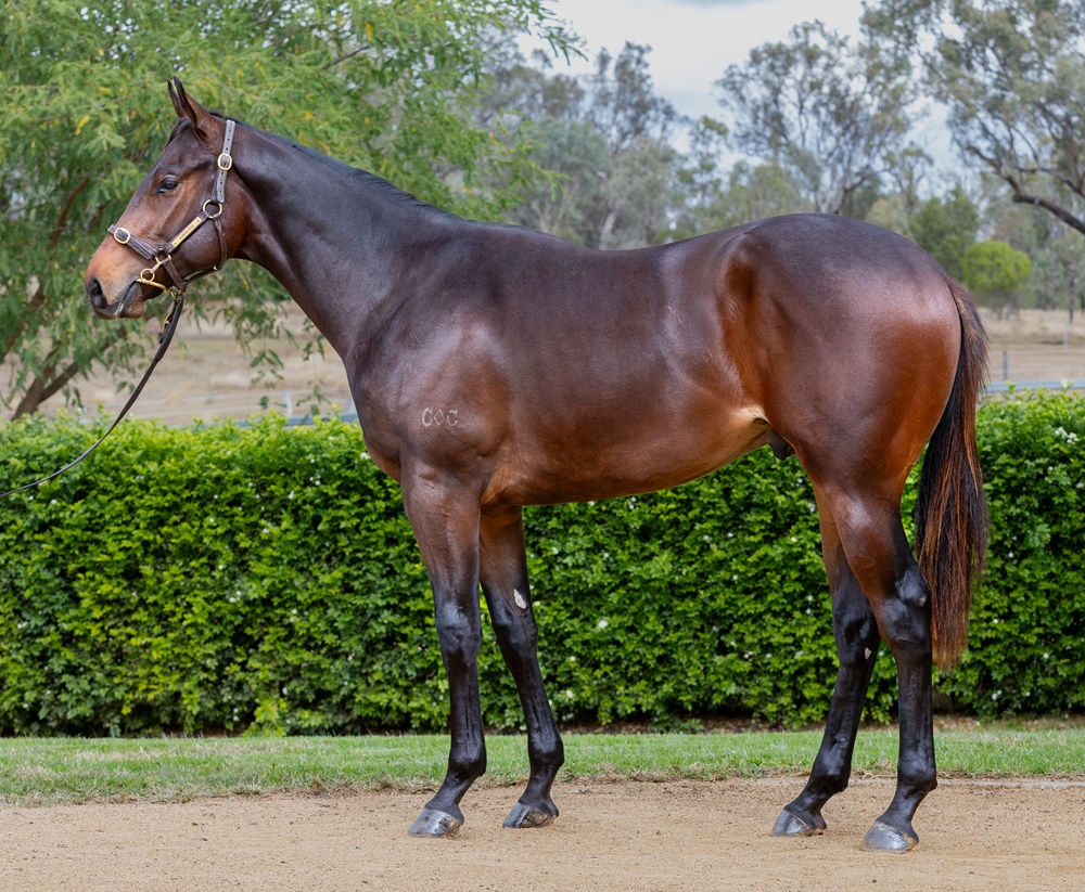 Spirit of Boom (AUS) / Craypot (AUS) 2024 Colt - Image 1