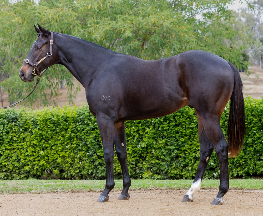 Microphone (AUS) / Exultation (AUS) 2024 Colt - Image 1