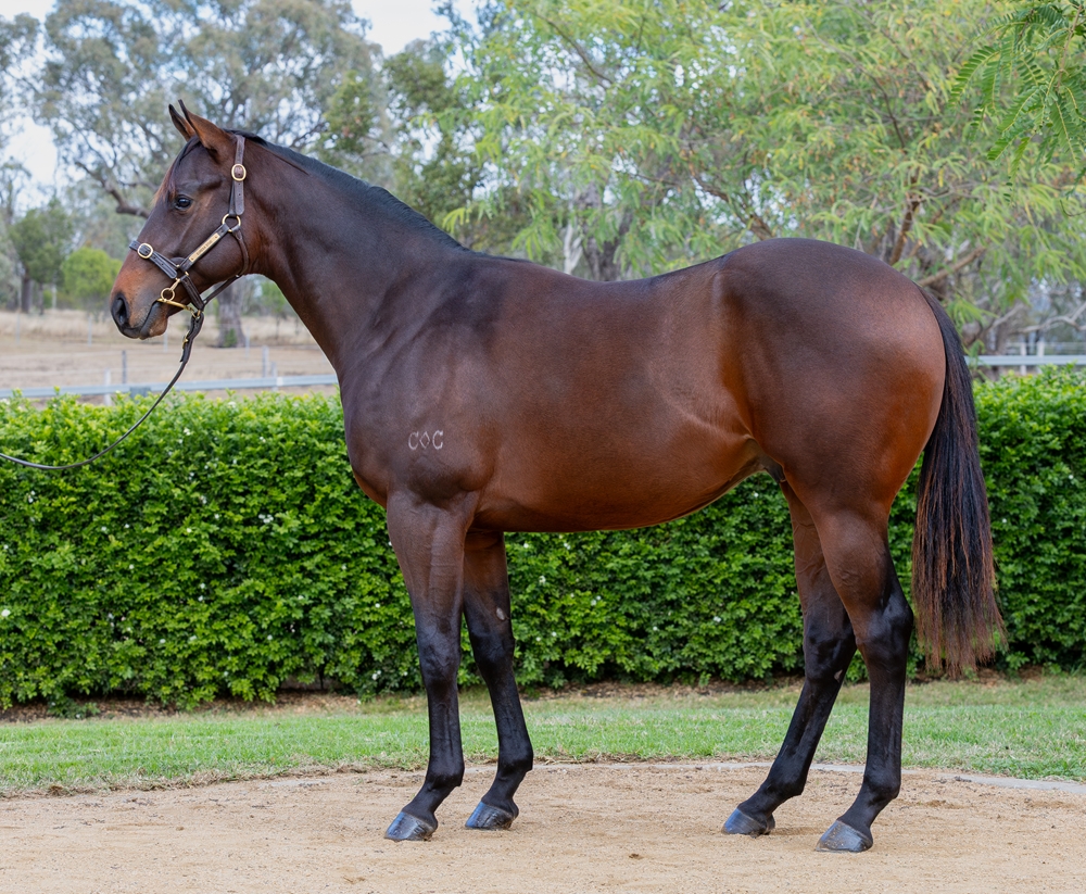 Jonker (AUS) / Got No Doubt (AUS) 2024 Colt - Image 1