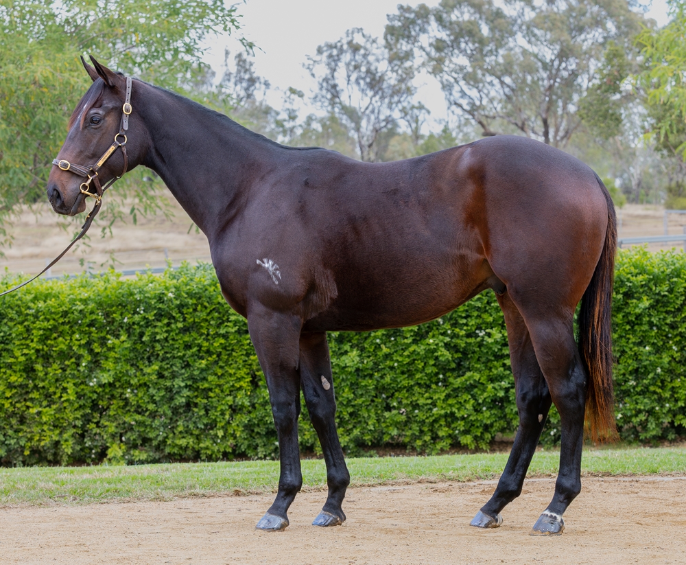 Justify (USA) / Invincible Star (AUS) 2024 Colt - Image 1