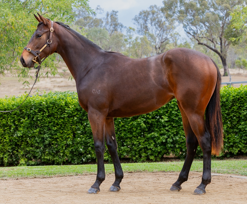 Spirit of Boom (AUS) / Jagar (AUS) 2024 Filly - Image 1