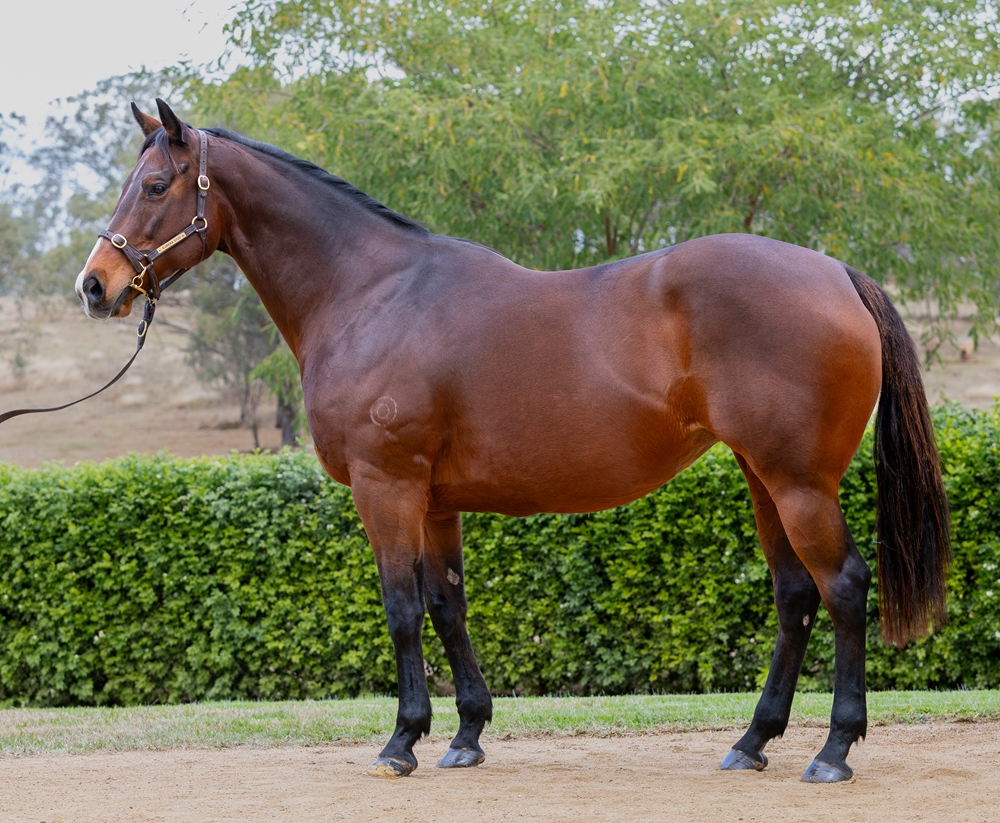 Bleu Zebra (AUS) - Image 1