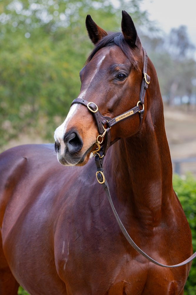 Bleu Zebra (AUS) - Image 2
