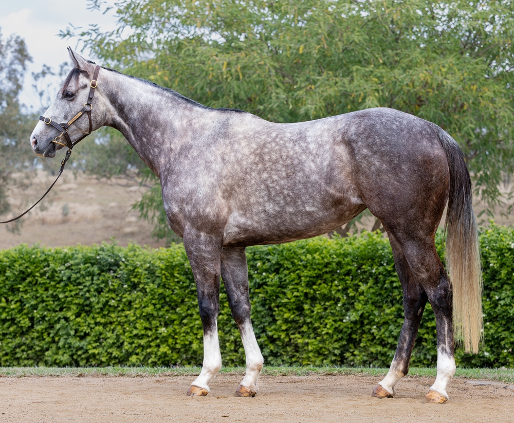 Erminia (AUS) - Image 1