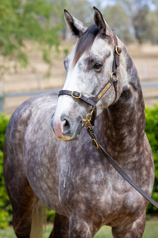 Erminia (AUS) - Image 2