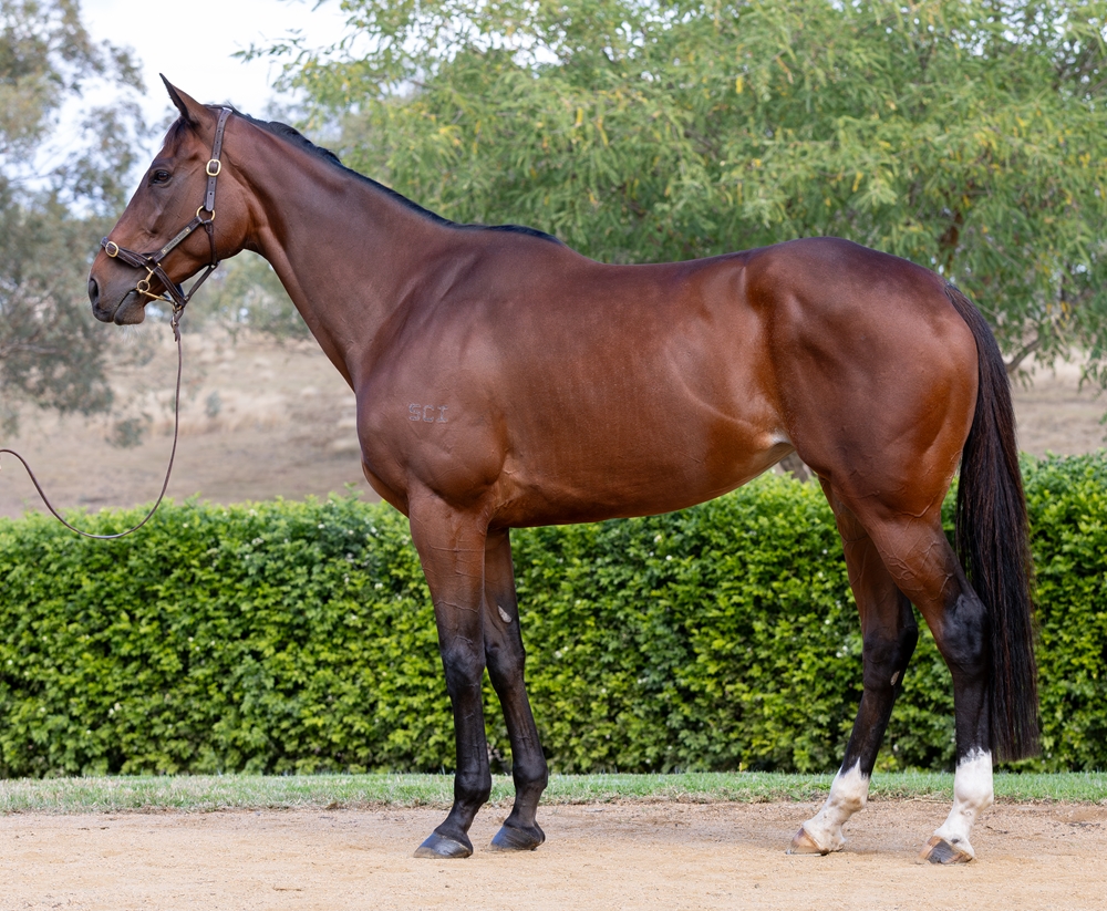 Queen Air (AUS) - Image 1