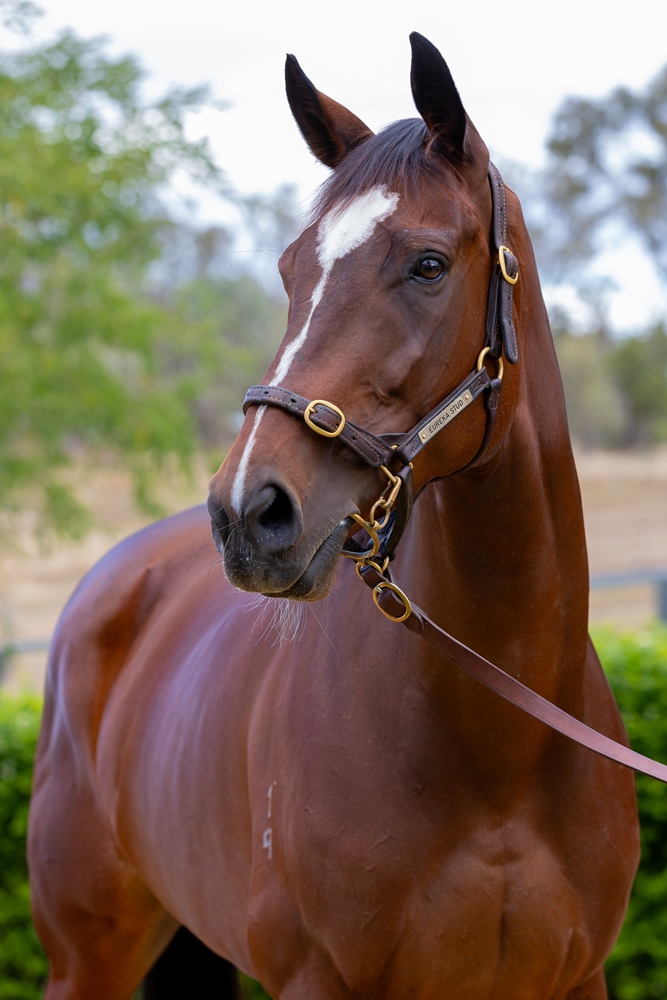 Queen Air (AUS) - Image 2