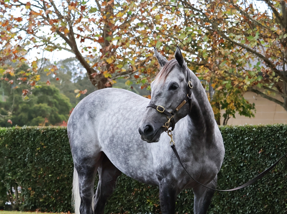 Our Gold Hope (AUS) - Image 1