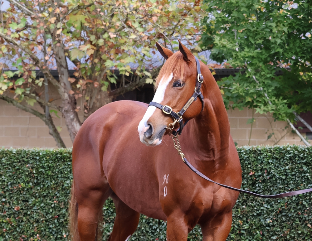 Sunbeam Legend (AUS) - Image 2