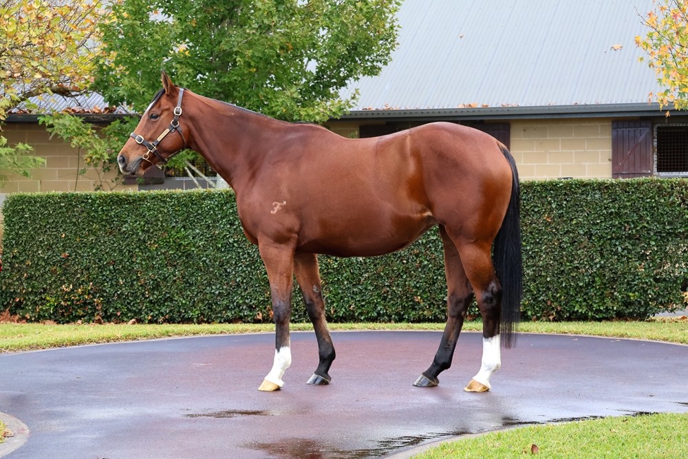 Traviata (AUS) - Image 1