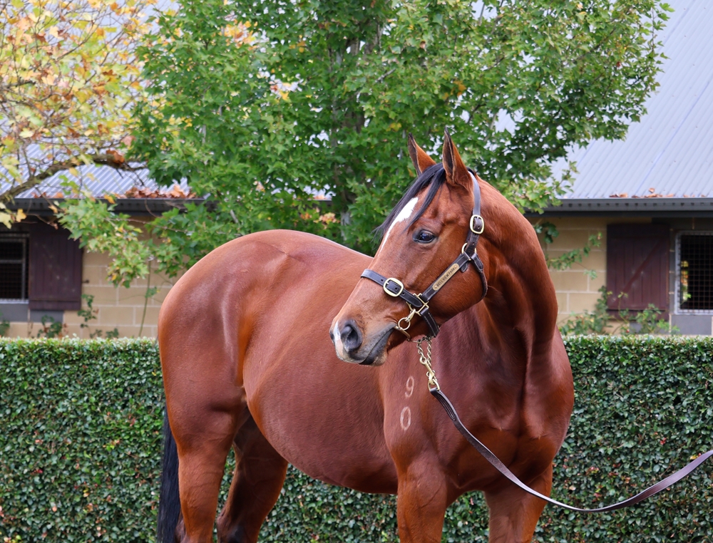 Traviata (AUS) - Image 2