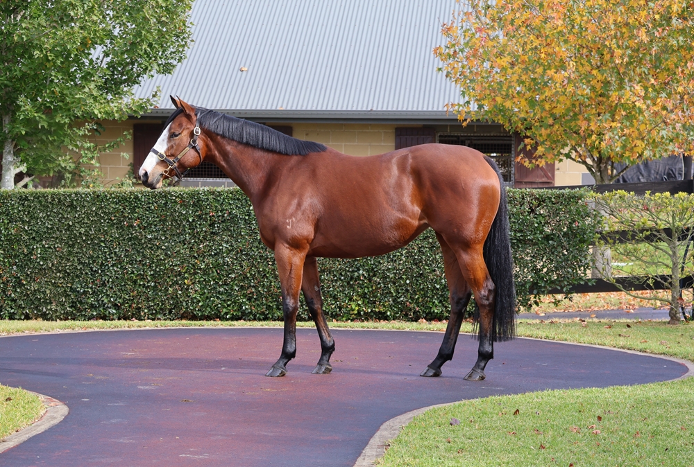 Divine Glory (AUS) - Image 1