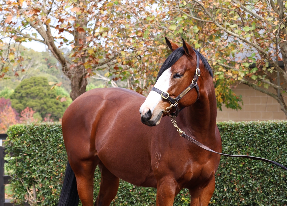 Divine Glory (AUS) - Image 2