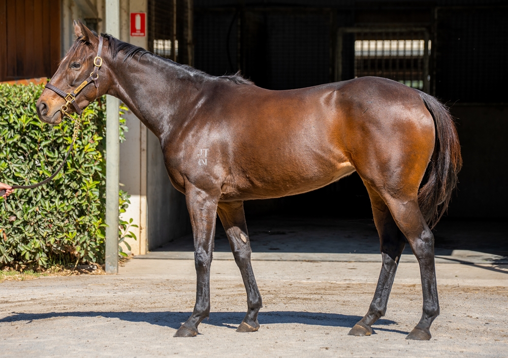 Mary Tudor (AUS) - Image 1