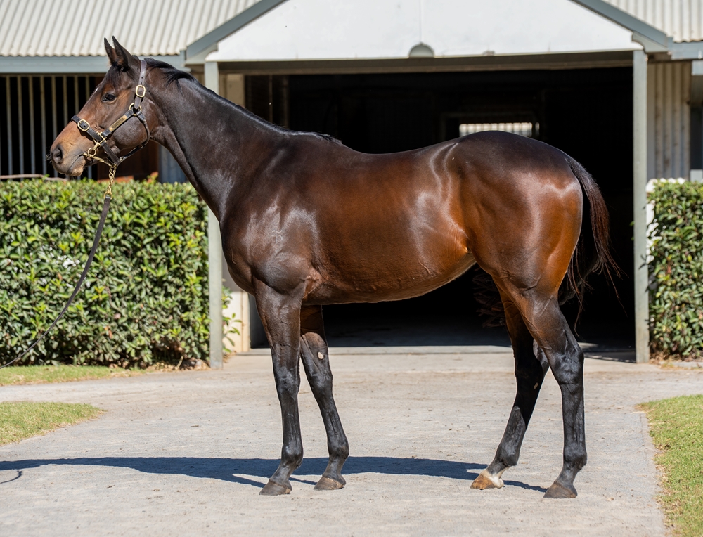 Sassy Boom (AUS) - Image 1