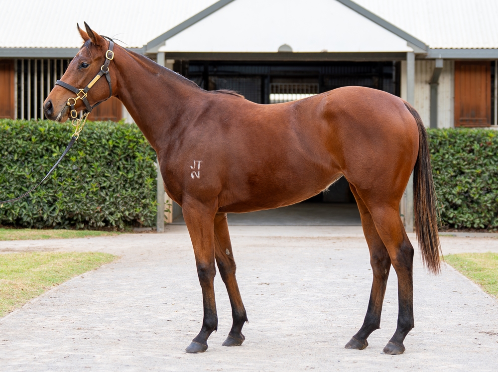 Zoustar (AUS) / Yau Chin (AUS) 2024 Filly - Image 1