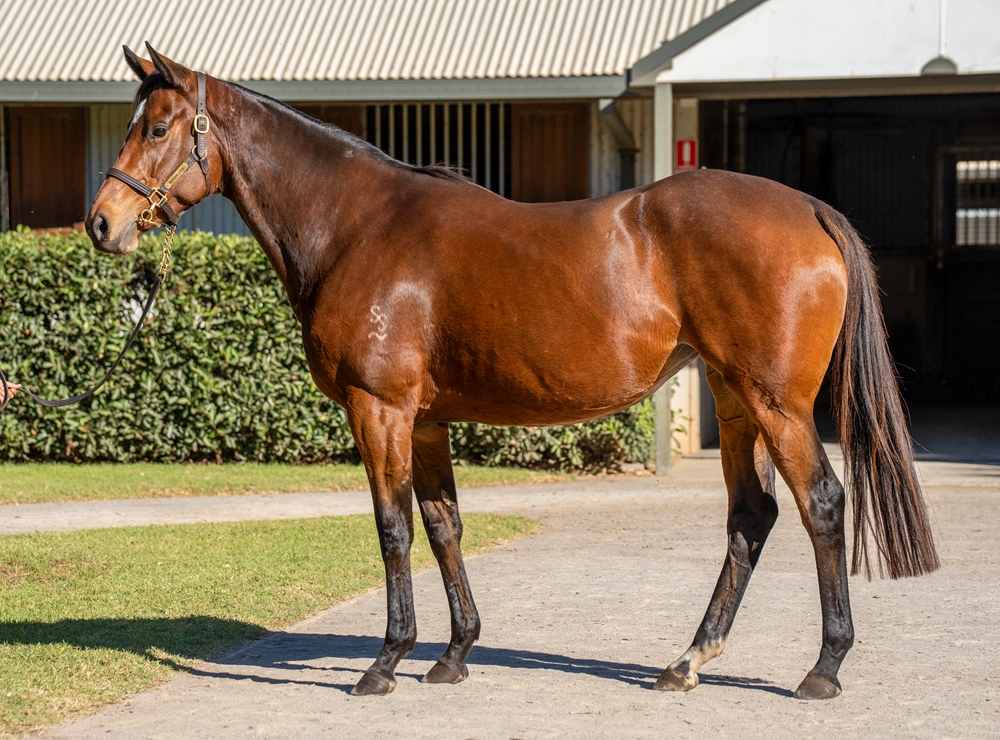 Wild Tempest (AUS) - Image 1