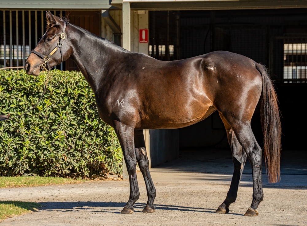 Dream Side (AUS) - Image 1