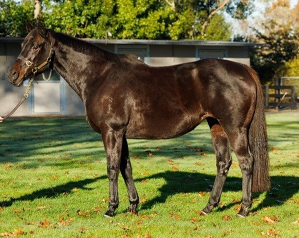 Merriest (AUS) - Image 1