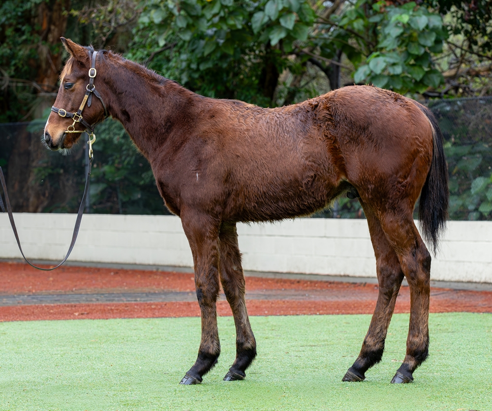 Red Resistance (AUS) / Miss Chapeau (AUS) 2025 Colt - Image 1