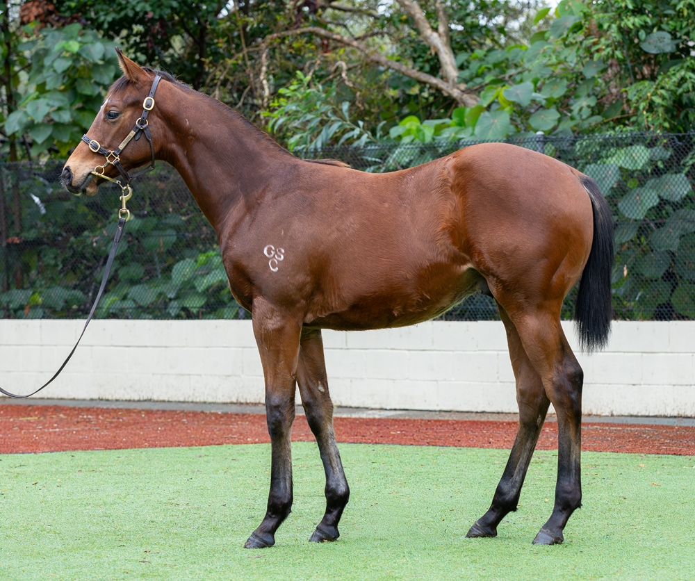 Yes Yes Yes (AUS) / One Beauty (AUS) 2025 Colt - Image 1