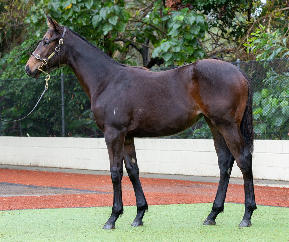 Hawaii Five Oh (AUS) / Thala (AUS) 2025 Filly - Image 1