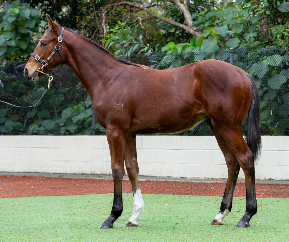 Kobayashi (AUS) / Van d'Oro (AUS) 2025 Colt - Image 1