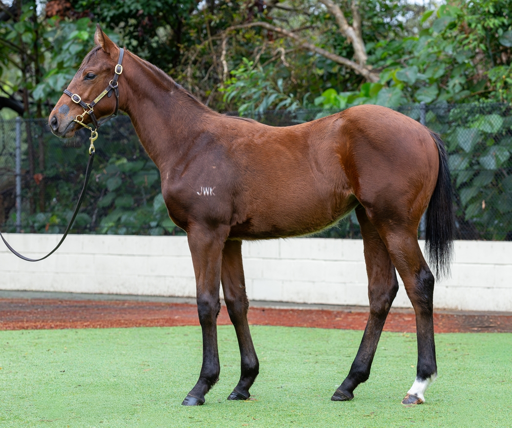 Ozzmosis (AUS) / Ben Raining (AUS) 2025 Filly - Image 1