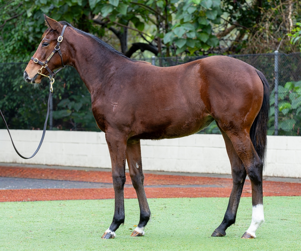 Acrobat (AUS) / Bonnie Boru (AUS) 2025 Filly - Image 1