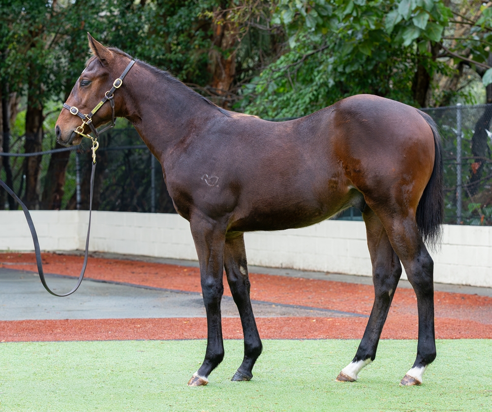 Empire of Japan (AUS) / But Perfect (AUS) 2025 Colt - Image 1