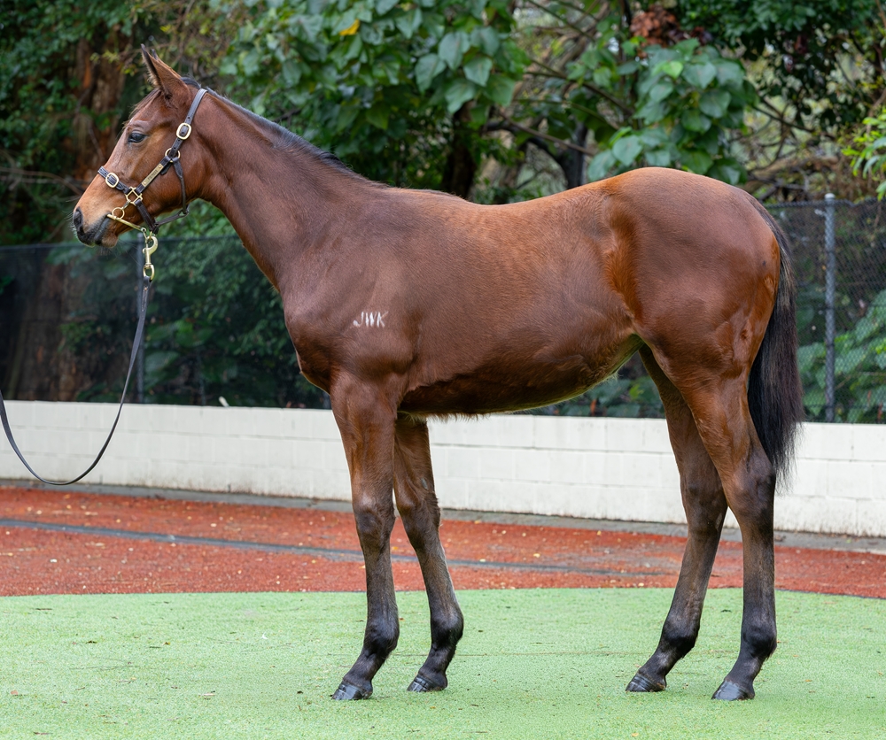 Hawaii Five Oh (AUS) / Chill (AUS) 2025 Filly - Image 1