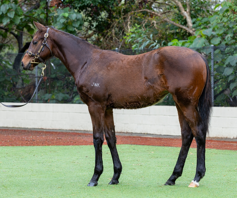 Ozzmosis (AUS) / Cornelia Street (AUS) 2025 Filly - Image 1
