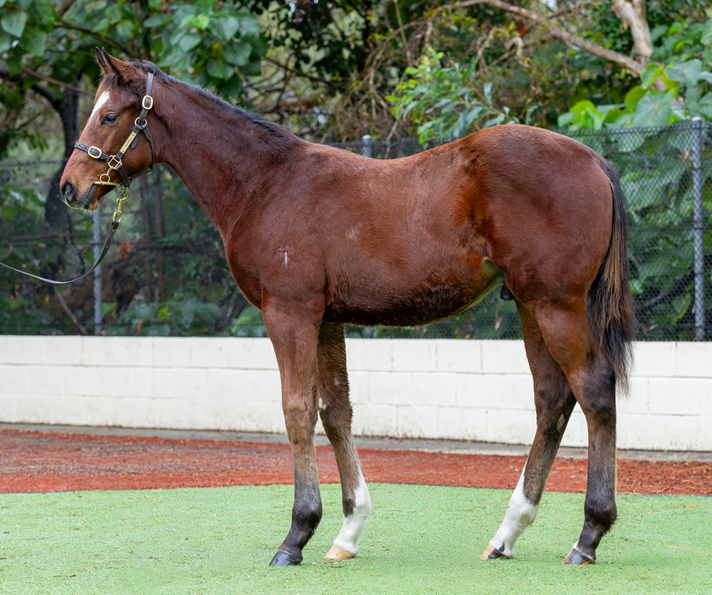 Hellbent (AUS) / Delphic (AUS) 2025 Colt - Image 1